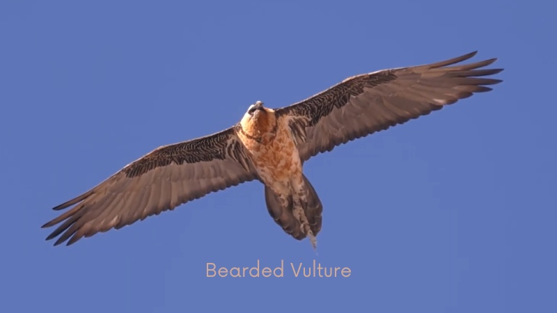 Bearded Vulture Flight