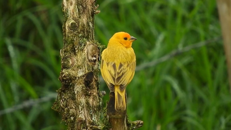 Small Yellow Bird