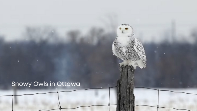 Snowy Owls in Ottawa