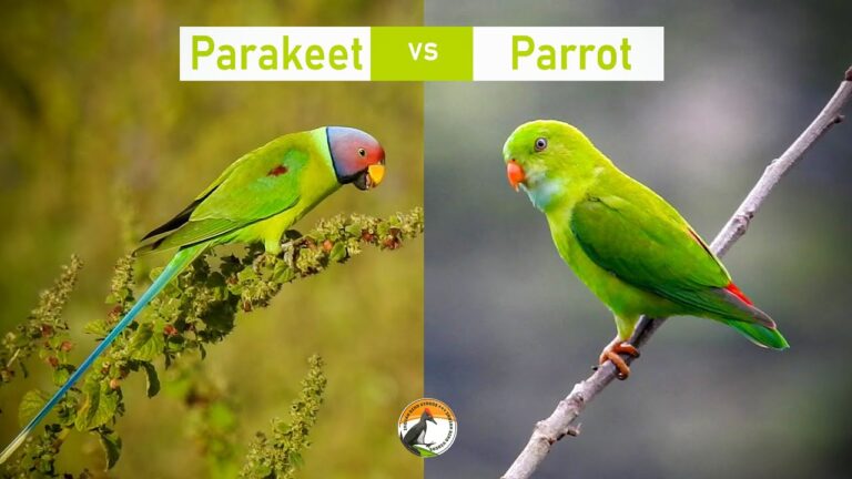 Difference Between Parrot And Parakeet