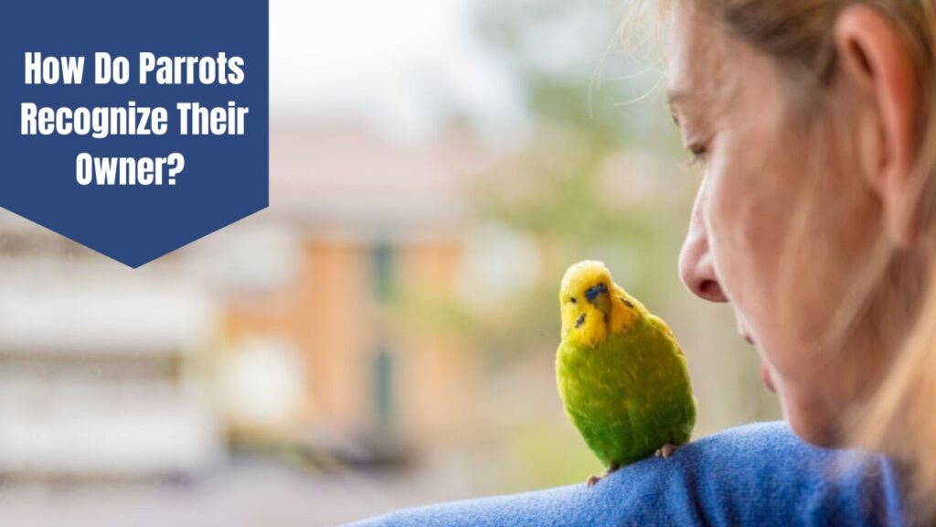 Do Parrots Recognize Their Owners - chirpingofbirds.com