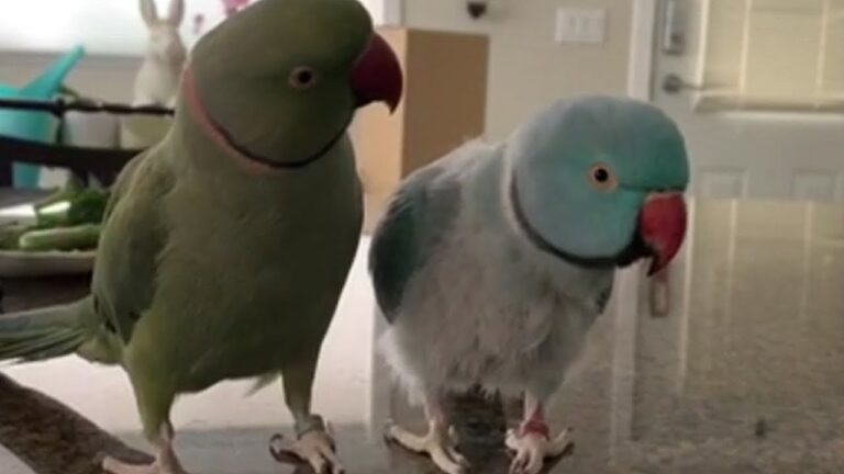 Why Can Parrots Talk Like Humans