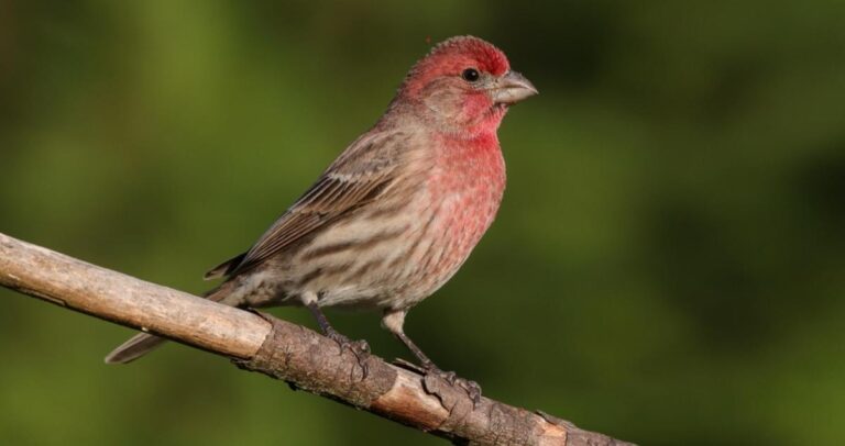 Red Headed Sparrow Bird