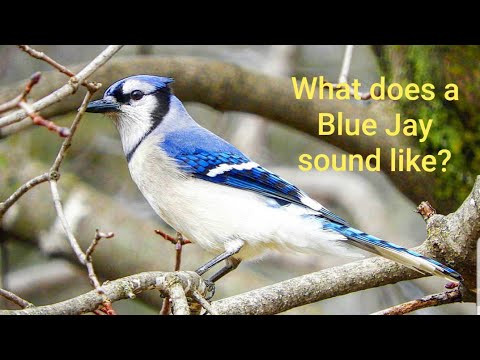 What Does a Blue Jay Sound Like