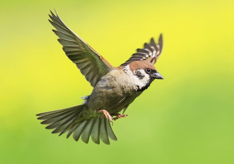 What Does a Sparrow Symbolize: 15 Spiritual Symbols Explained